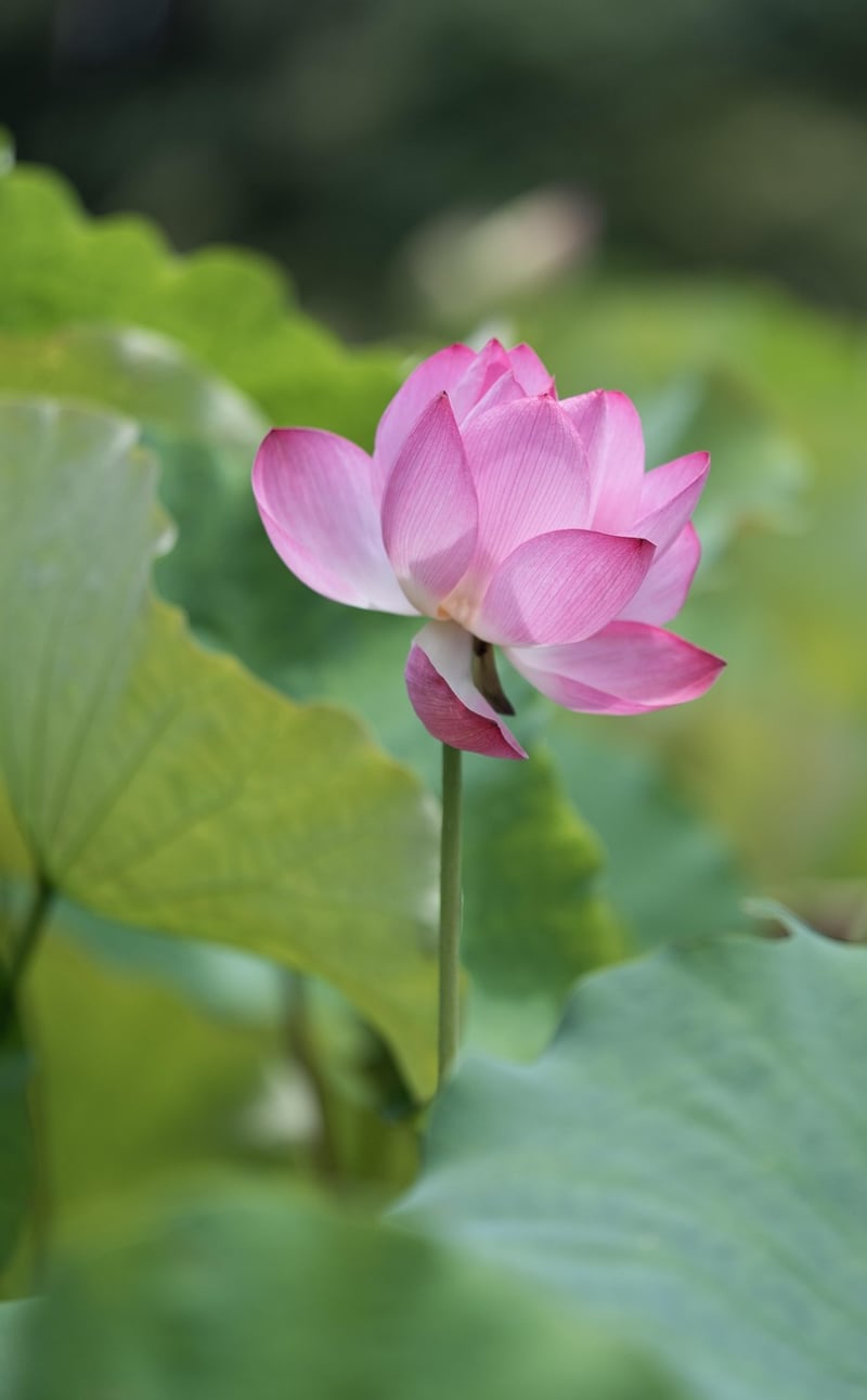 Harmony Image